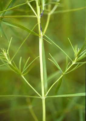 Pycnanthemum tenuifolium image