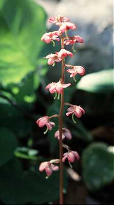 Pyrola image