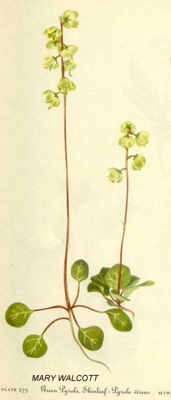 Pyrola chlorantha image