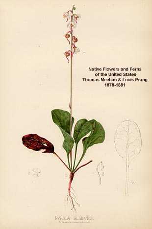 Pyrola elliptica image