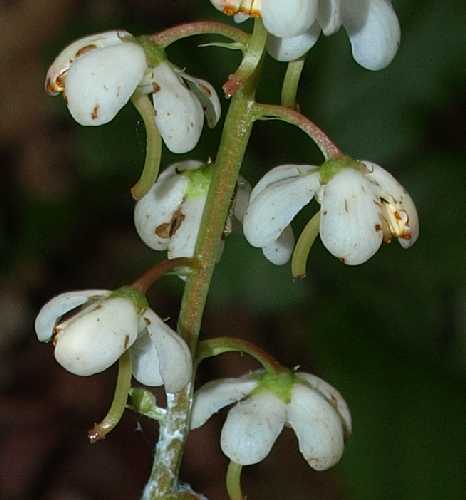 Pyrola elliptica image