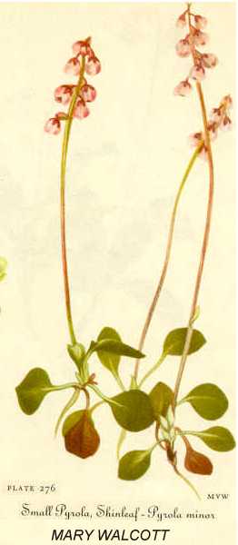 Pyrola minor image