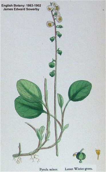 Pyrola minor image