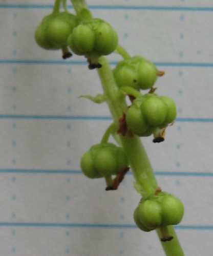 Pyrola minor image