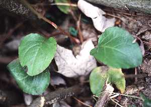 Pyrola americana image