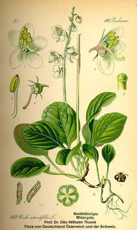 Pyrola americana image
