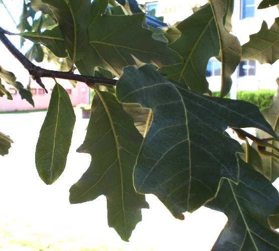 Quercus bicolor image
