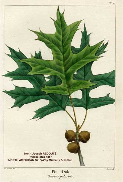 Quercus palustris image