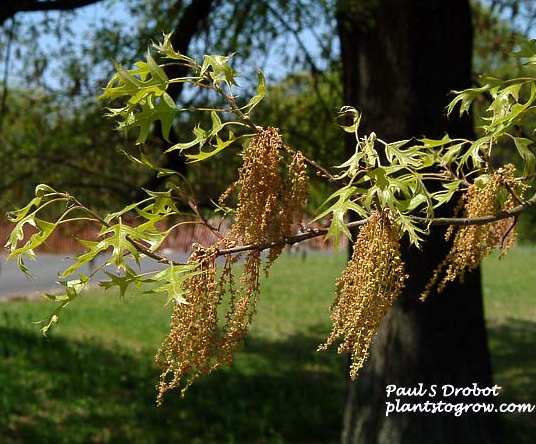 Quercus palustris image