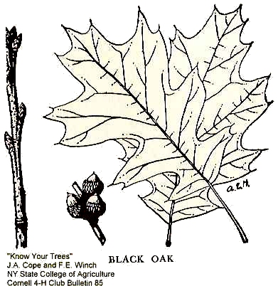 Quercus velutina image