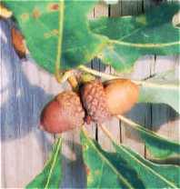 Quercus velutina image