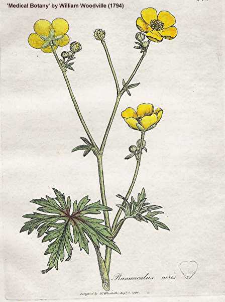 Ranunculus acris image