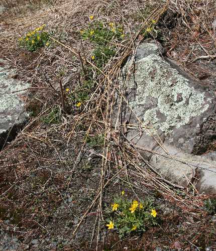 Ranunculus fascicularis image