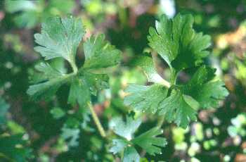 Ranunculus flabellaris image