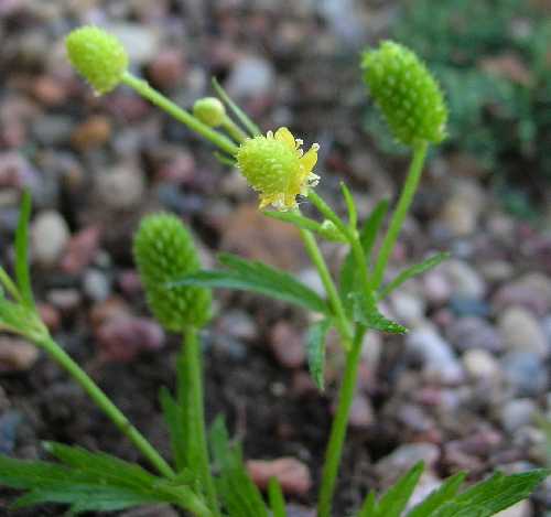 Ranunculus pensylvanicus image