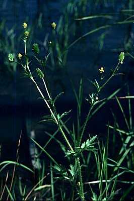 Ranunculus pensylvanicus image