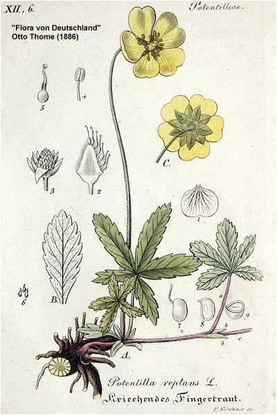 Ranunculus repens image