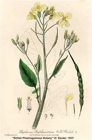 Raphanus raphanistrum image