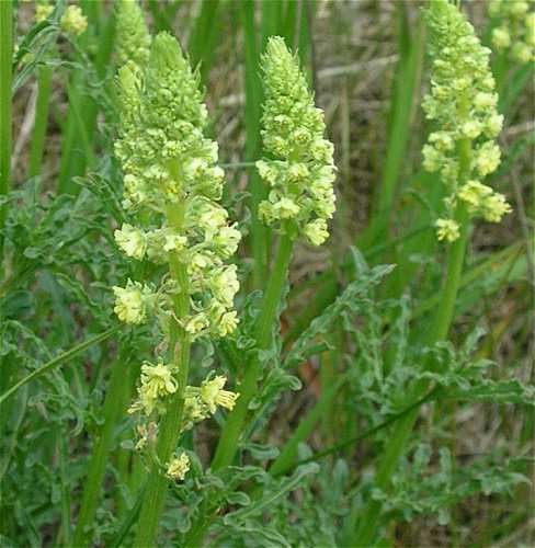 Reseda lutea image