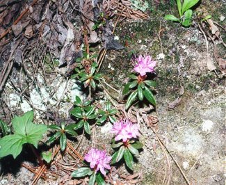 Rhododendron lapponicum image