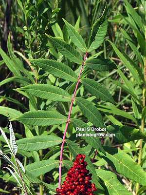 Rhus typhina image