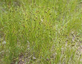 Rhynchospora capitellata image