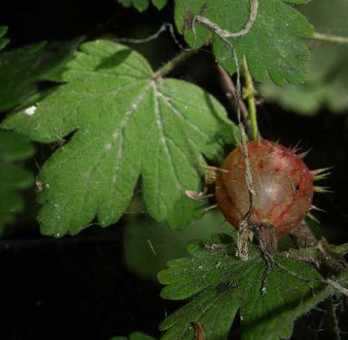 Ribes cynosbati image