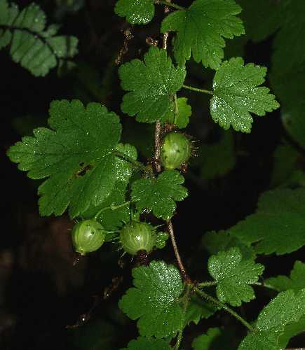 Ribes cynosbati image