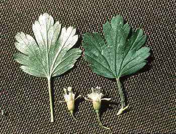 Grossulariaceae image