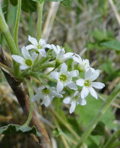 Grossulariaceae image