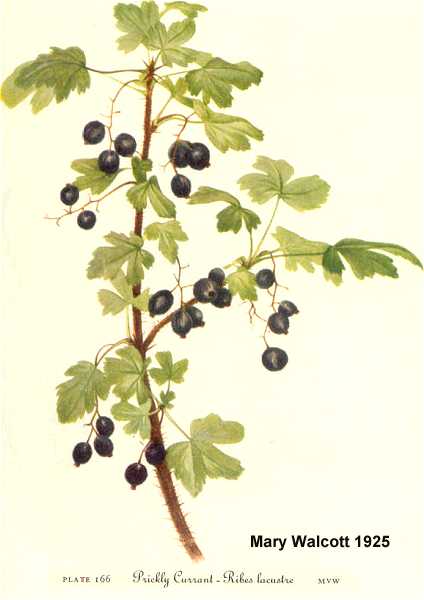 Ribes lacustre image