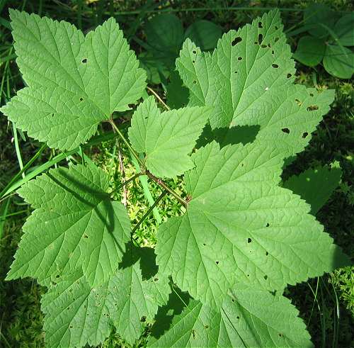 Ribes triste image