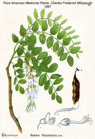 Robinia pseudoacacia image
