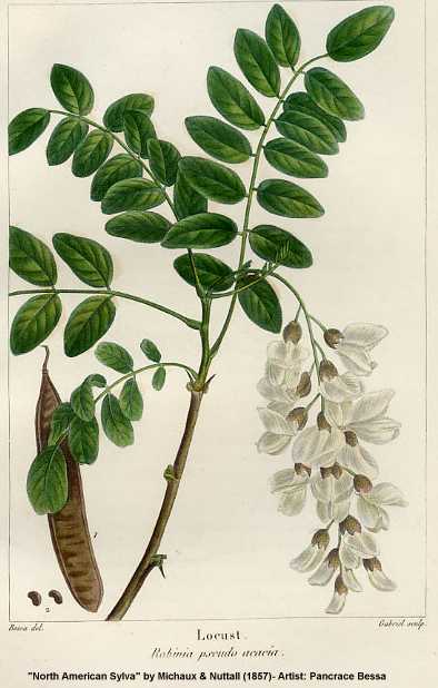Robinia pseudoacacia image