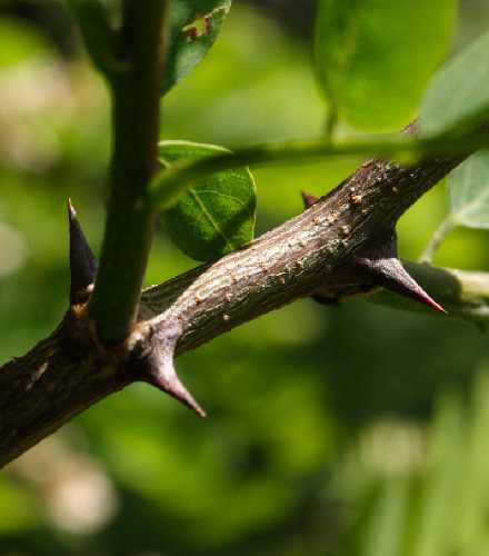 Robinia pseudoacacia image