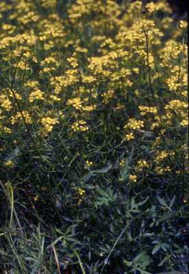 Rorippa sylvestris image