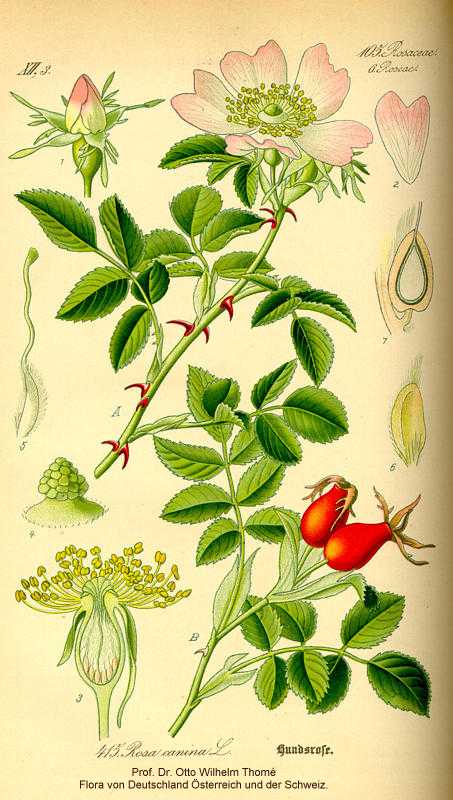 Rosa canina image