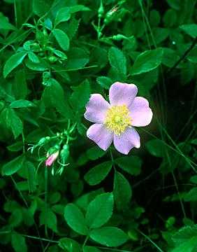 Rosa carolina image