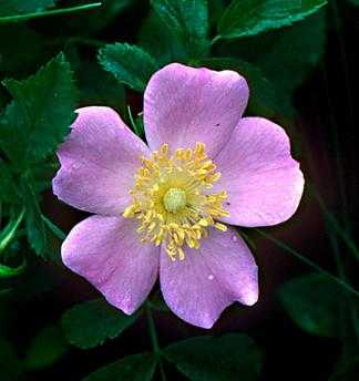 Rosa carolina image