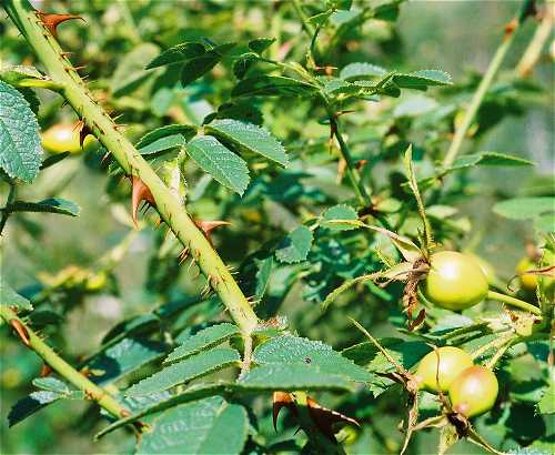 Rosa rubiginosa var. rubiginosa image