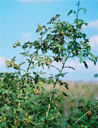 Rosa rubiginosa var. rubiginosa image