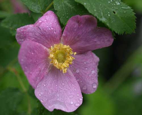 Rosa palustris image