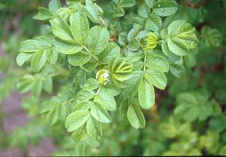 Rosa rugosa image