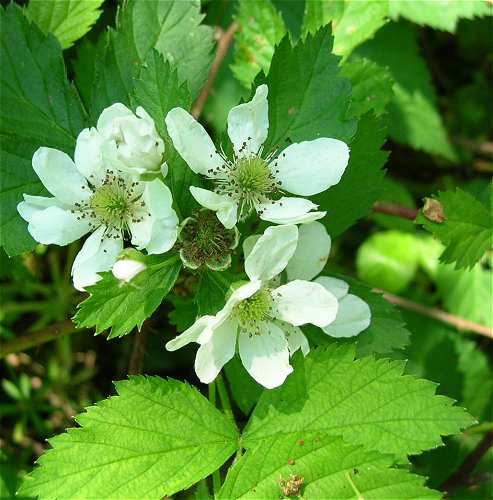 Rubus allegheniensis image
