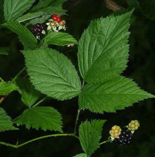 Rubus flagellaris image