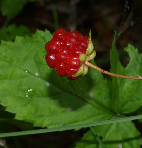 Rubus flagellaris image