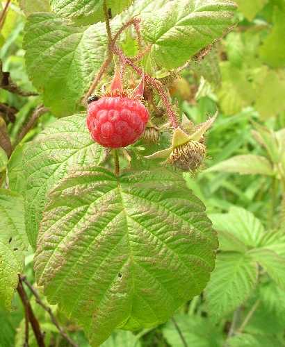 Rubus idaeus subsp. strigosus image