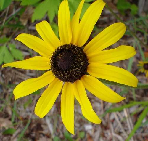 Rudbeckia hirta var. pulcherrima image