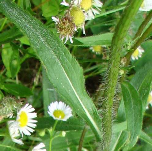Rudbeckia hirta var. pulcherrima image