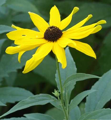 Rudbeckia image